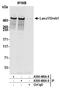 HECT, UBA And WWE Domain Containing E3 Ubiquitin Protein Ligase 1 antibody, A300-486A, Bethyl Labs, Immunoprecipitation image 