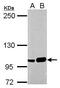 Splicing Factor Proline And Glutamine Rich antibody, GTX112116, GeneTex, Western Blot image 