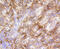 Vascular Cell Adhesion Molecule 1 antibody, 13-959, ProSci, Immunohistochemistry frozen image 