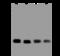 RAB9A, Member RAS Oncogene Family antibody, 207743-T44, Sino Biological, Western Blot image 