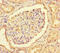 CCR4-NOT Transcription Complex Subunit 1 antibody, LS-C677570, Lifespan Biosciences, Immunohistochemistry paraffin image 