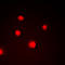 Zinc Finger C3HC-Type Containing 1 antibody, LS-C368551, Lifespan Biosciences, Immunofluorescence image 