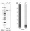 SEC24 Homolog C, COPII Coat Complex Component antibody, HPA040196, Atlas Antibodies, Western Blot image 