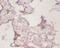 Peroxiredoxin 1 antibody, CSB-PA01165A0Rb, Cusabio, Immunohistochemistry paraffin image 