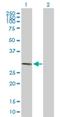 Ring Finger Protein 212 antibody, H00285498-B01P, Novus Biologicals, Western Blot image 