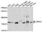 Leucine Rich Repeat Containing 4 antibody, A10321, ABclonal Technology, Western Blot image 