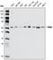 Checkpoint Kinase 2 antibody, AM06242SU-N, Origene, Western Blot image 