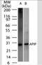 APAF1 Interacting Protein antibody, NBP2-33231, Novus Biologicals, Western Blot image 