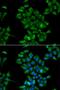 Cystinosin, Lysosomal Cystine Transporter antibody, orb247656, Biorbyt, Immunocytochemistry image 
