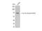 X-Ray Repair Cross Complementing 6 antibody, STJ90148, St John
