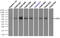 Lipase G, Endothelial Type antibody, TA501071, Origene, Immunoprecipitation image 