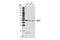 Cell Division Cycle 37 antibody, 3618S, Cell Signaling Technology, Western Blot image 