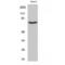 CD200 Receptor 1 antibody, LS-C385245, Lifespan Biosciences, Western Blot image 