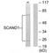 SCAN Domain Containing 1 antibody, A14131, Boster Biological Technology, Western Blot image 