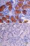 Vasoactive Intestinal Peptide antibody, MAB6079, R&D Systems, Immunohistochemistry paraffin image 