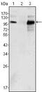 Androgen Receptor antibody, GTX83309, GeneTex, Western Blot image 