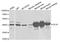 Glutamate-Ammonia Ligase antibody, TA332686, Origene, Western Blot image 