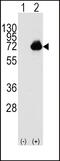 Acyl-CoA Oxidase 1 antibody, 61-412, ProSci, Western Blot image 