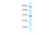 T-Box 5 antibody, 27-849, ProSci, Western Blot image 