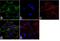 Tropomyosin 2 antibody, 720307, Invitrogen Antibodies, Immunofluorescence image 