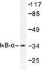 NFKB Inhibitor Alpha antibody, LS-C176083, Lifespan Biosciences, Western Blot image 