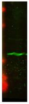Centromere Protein A antibody, 12597, QED Bioscience, Western Blot image 