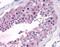 Taste 1 Receptor Member 1 antibody, NLS1992, Novus Biologicals, Immunohistochemistry paraffin image 