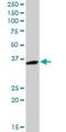 Enolase-Phosphatase 1 antibody, H00058478-D01P, Novus Biologicals, Western Blot image 