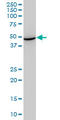 Heat Shock Protein Family A (Hsp70) Member 13 antibody, LS-B14490, Lifespan Biosciences, Western Blot image 