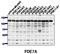 Phosphodiesterase 7A antibody, AP00659SU-N, Origene, Western Blot image 