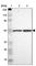 Cell Division Cycle 37 antibody, HPA003928, Atlas Antibodies, Western Blot image 