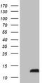 Pyrin Domain Containing 1 antibody, CF803572, Origene, Western Blot image 