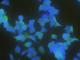Latexin antibody, 10211-R101, Sino Biological, Immunofluorescence image 