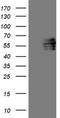 Forkhead Box C2 antibody, NBP2-45710, Novus Biologicals, Western Blot image 