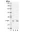 Heat Shock Protein Family B (Small) Member 1 antibody, PA1-25494, Invitrogen Antibodies, Western Blot image 