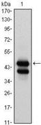 Erythroid transcription factor antibody, NBP1-47492, Novus Biologicals, Western Blot image 