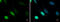Thymine DNA Glycosylase antibody, GTX110473, GeneTex, Immunofluorescence image 