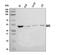 Smad Nuclear Interacting Protein 1 antibody, A05476-1, Boster Biological Technology, Western Blot image 