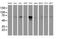 Phosphoribosyl Pyrophosphate Amidotransferase antibody, MA5-25926, Invitrogen Antibodies, Western Blot image 