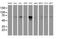 Phosphoribosyl Pyrophosphate Amidotransferase antibody, MA5-25926, Invitrogen Antibodies, Western Blot image 