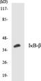 NFKB Inhibitor Beta antibody, LS-C286289, Lifespan Biosciences, Western Blot image 