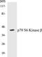 Ribosomal Protein S6 Kinase B2 antibody, EKC1432, Boster Biological Technology, Western Blot image 