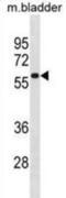 TBK1 Binding Protein 1 antibody, abx031457, Abbexa, Western Blot image 