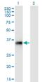 Syntaxin 11 antibody, H00008676-M01, Novus Biologicals, Western Blot image 