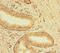 Transmembrane Protein 120B antibody, A63576-100, Epigentek, Immunohistochemistry paraffin image 