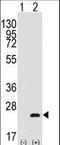 BARX Homeobox 1 antibody, LS-C100853, Lifespan Biosciences, Western Blot image 