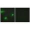 Cleavage Stimulation Factor Subunit 2 antibody, A07037-1, Boster Biological Technology, Immunofluorescence image 