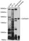 Contactin Associated Protein 1 antibody, A08617, Boster Biological Technology, Western Blot image 