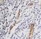 Endoglin antibody, PA1395, Boster Biological Technology, Immunohistochemistry frozen image 