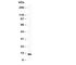 Stefin-B antibody, R30741, NSJ Bioreagents, Western Blot image 